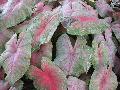 Irene Dark Caladium / Caladium bicolor 